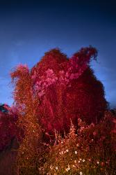 Reflections of an Invader