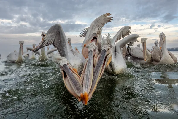 Dalmatian Pelican