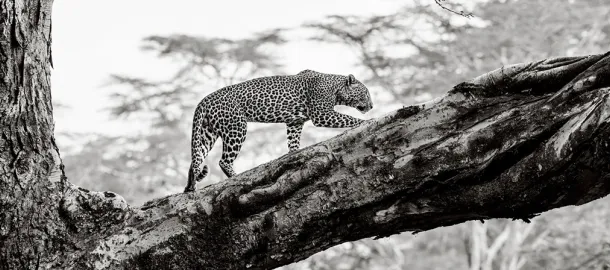 自然生态与野生动物