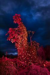 Reflections of an Invader