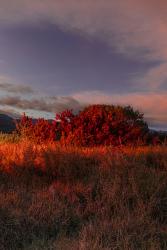 Reflections of an Invader